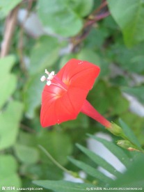 茑萝