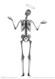 人体骨骼