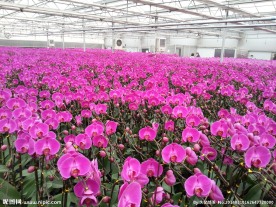 蝴蝶兰 鲜花 花 花卉