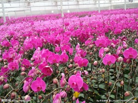 蝴蝶兰 花卉