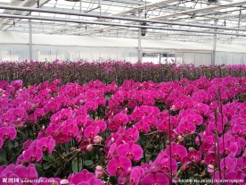 蝴蝶兰 花卉