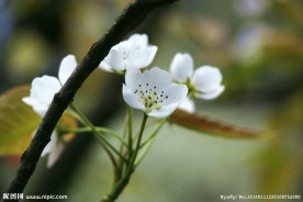白梨花