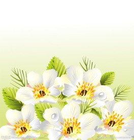 白色百合花