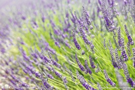 薰衣草 鲜花