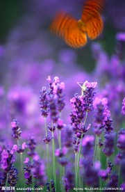 薰衣草 鲜花