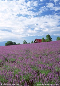 薰衣草 鲜花
