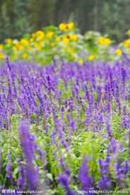 薰衣草 鲜花