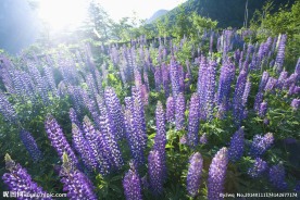 薰衣草 鲜花