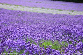 薰衣草 鲜花