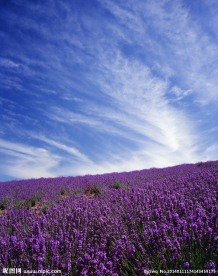 薰衣草 鲜花