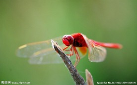 红蜻蜓