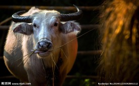 牯牛