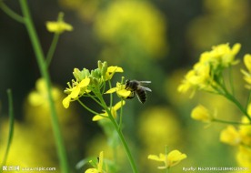 蜜蜂 油菜花