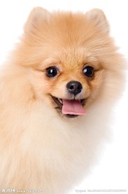 宠物狗