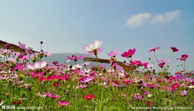 格桑花