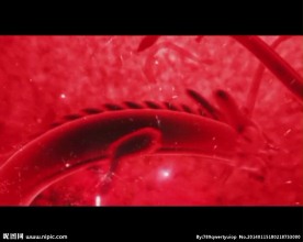 春节元素视频素材