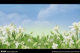 百合花背景视频素材