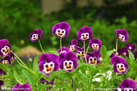 蝴蝶花