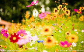 花海