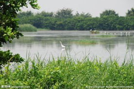 南沙湿地