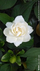 栀子花