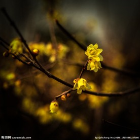 腊梅花