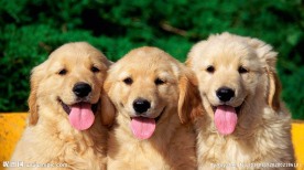 三只金毛犬