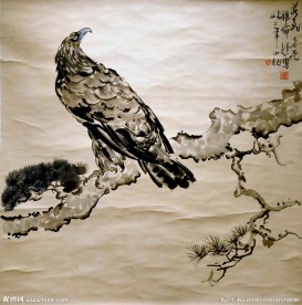 松鹰