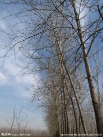 杨树