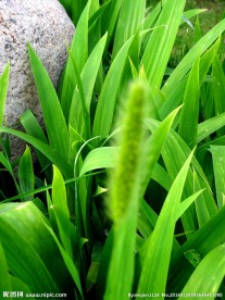 植物特写
