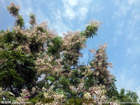 仪花