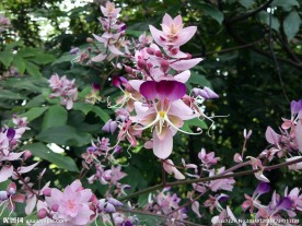 红花仪花