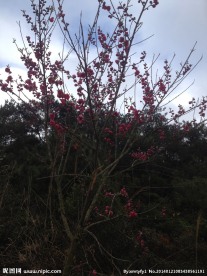 梅花树