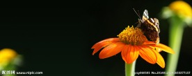 花蝴蝶与菊花