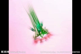 玫瑰花视频素材