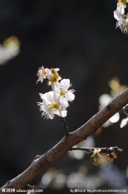 梅花