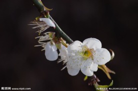 梅花