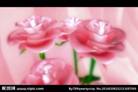婚礼玫瑰花视频素材