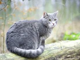 动物猫咪