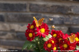 菊花