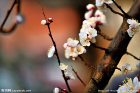 桃花春色满园