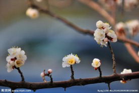 桃花春色满园