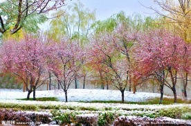 雪中桃花春色