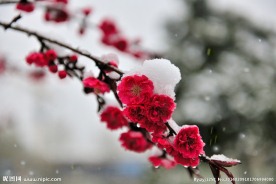 雪中梅花