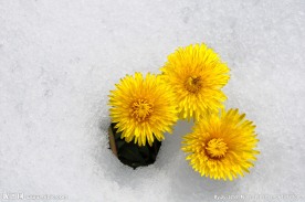 雪中茁壮的菊花