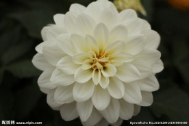 秋菊