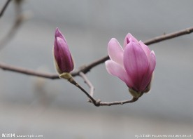 紫玉兰