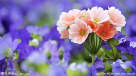 高清 花卉