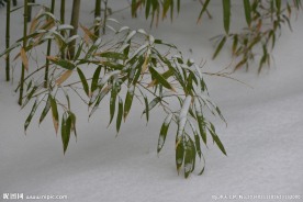 雪竹