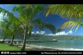 椰树海滩风景画视频